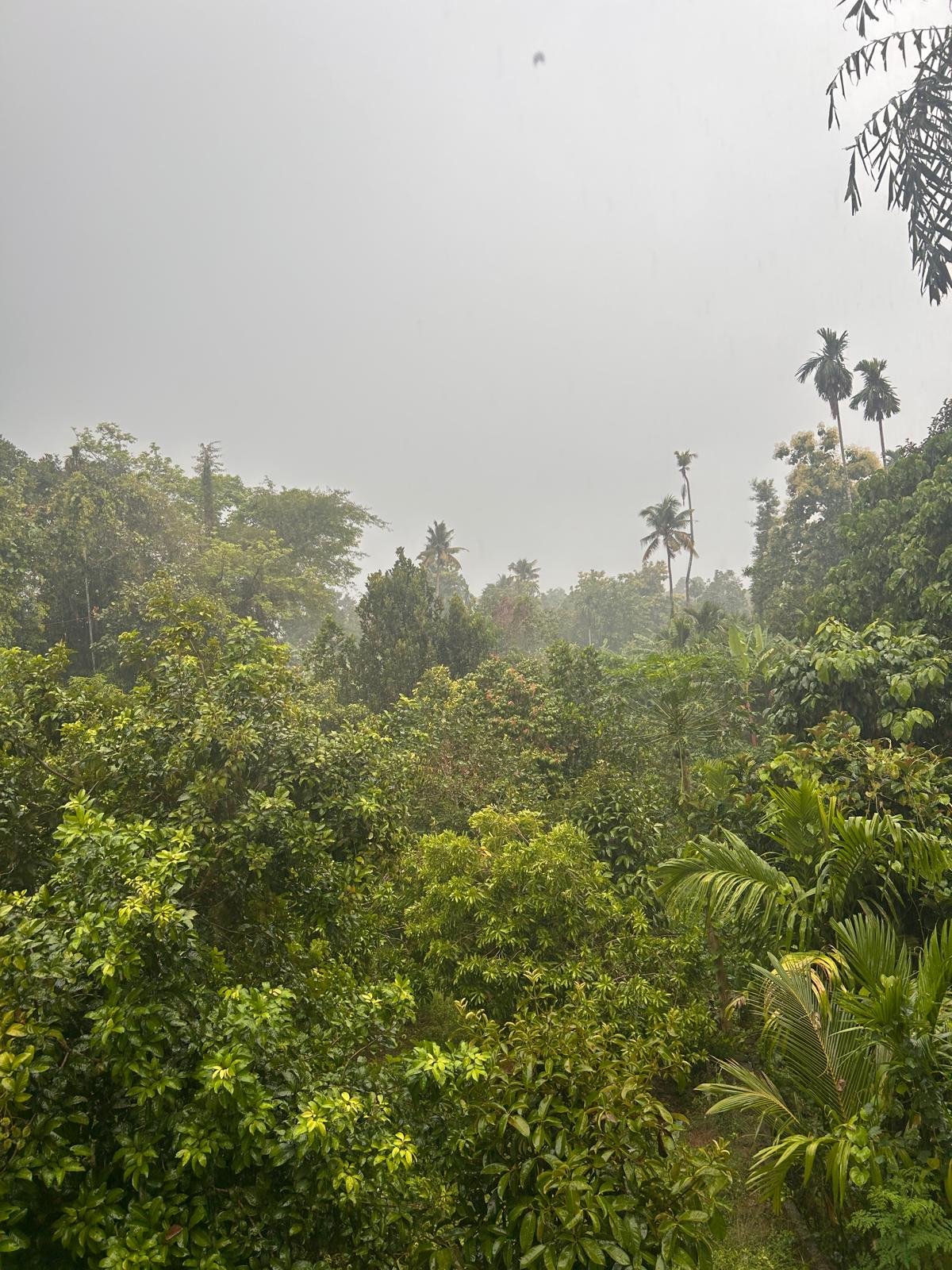 Lush green view surrounding Prakrithi